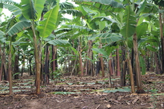 Musa acuminata