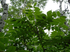 Toxicodendron trichocarpum