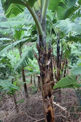 Musa acuminata