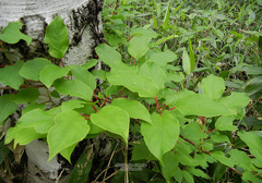 Schisandra chinensis