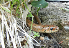 Euprepiophis conspicillata