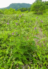 Cirsium charkeviczii