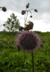 Cirsium charkeviczii