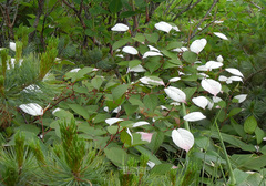Actinidia kolomikta