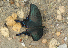 Papilio dehaanii