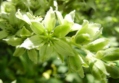 Veratrum grandiflorum