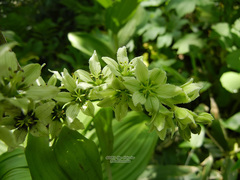Veratrum grandiflorum