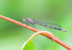 Enallagma circulatum