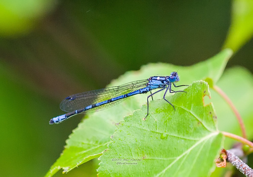 Enallagma circulatum