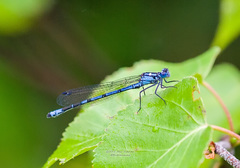 Enallagma circulatum