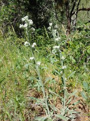 Oreocarya setosissima