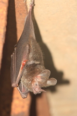 Trachops cirrhosus