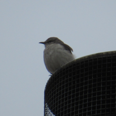 Mimus polyglottos polyglottos