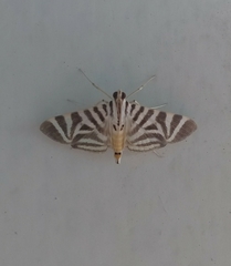 Spilomela