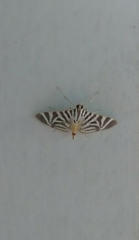 Spilomela
