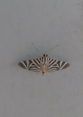 Spilomela