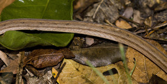 Dryophylax hypoconia