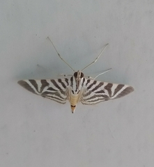 Spilomela