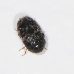 Trogoderma glabrum