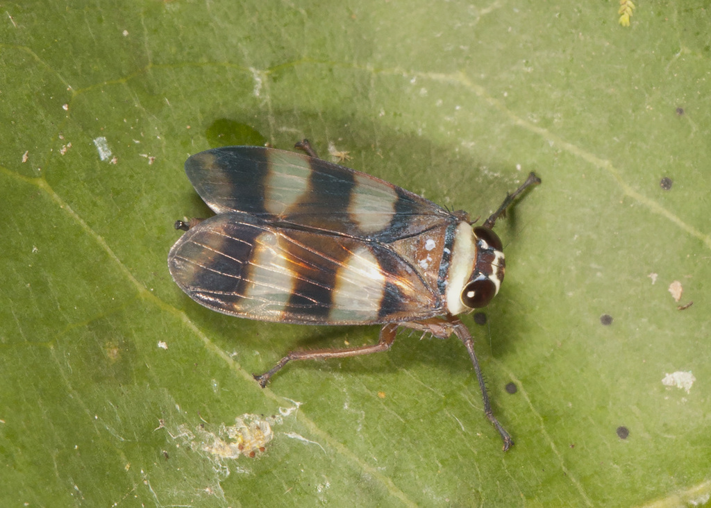 Licontinia introducens