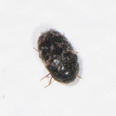 Trogoderma glabrum