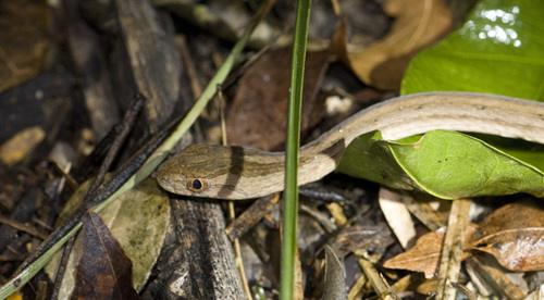 Keeled Sepia Snake