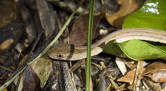 Dryophylax hypoconia