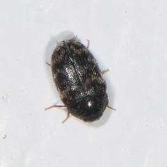 Trogoderma glabrum