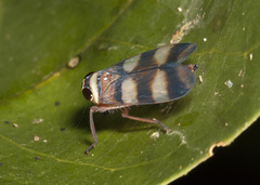 Licontinia introducens