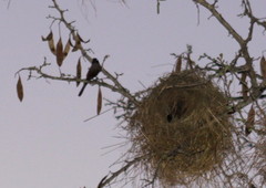 Black-Faced Waxbill photo 3