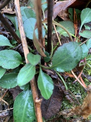 Micranthes virginiensis