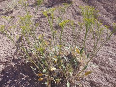 Eriogonum thompsoniae