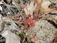 Claytonia rubra rubra