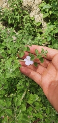Barleria heterotricha
