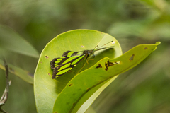 Philaethria wernickei