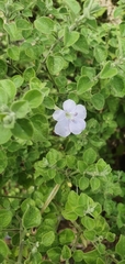 Barleria heterotricha