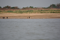 Amazonetta brasiliensis