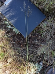 Adenochloa ecklonii