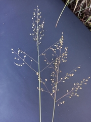 Adenochloa ecklonii