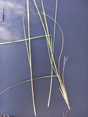 Adenochloa ecklonii