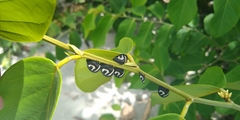 Membracis foliatafasciata