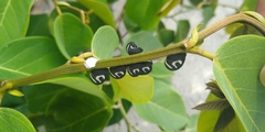 Membracis foliatafasciata