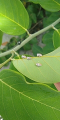 Membracis foliatafasciata