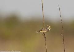 Cisticola brunnescens