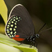 Mariposa Sedosa de Las Cicadas Mexicana - Photo (c) Karl Kroeker, algunos derechos reservados (CC BY-NC), subido por Karl Kroeker