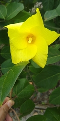 Hibiscus tiliaceus pernambucensis
