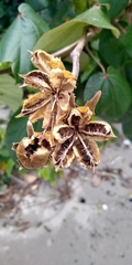 Hibiscus tiliaceus pernambucensis