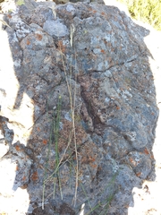 Tenaxia disticha