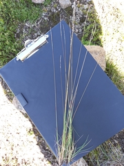 Digitaria monodactyla