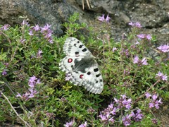Parnassius nomion